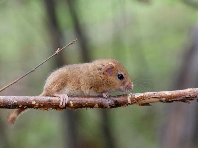 *3. Schatz: Die geheimnisvolle Welt der Bilche im Piburger Wald