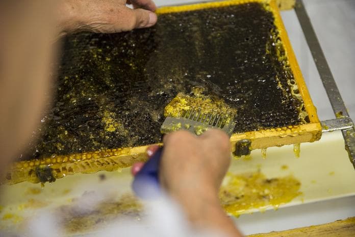 *Faszination Honigbiene – Einblicke in das Bienenvolk