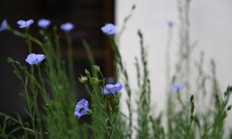 Ausstellungseröffnung "Von der Wiese zum Papier"