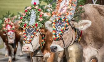 Grosses Almabtriebsfest mit Dorffest in Zell am Ziller