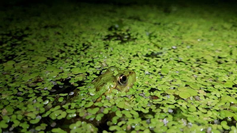 Tobias Nigl, MSc: Amphibien in den Traun-Donau-Auen