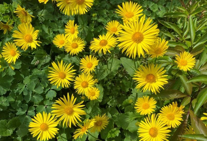 Frühjahrserwachen im Botanischen Garten