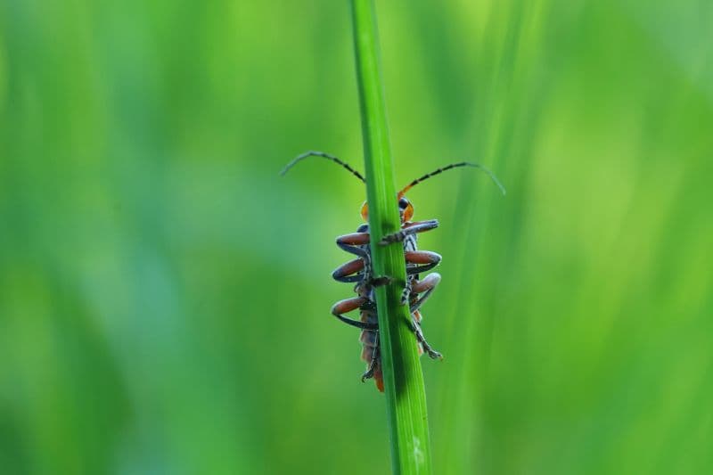 Insektenvielfalt im Botanischen Garten