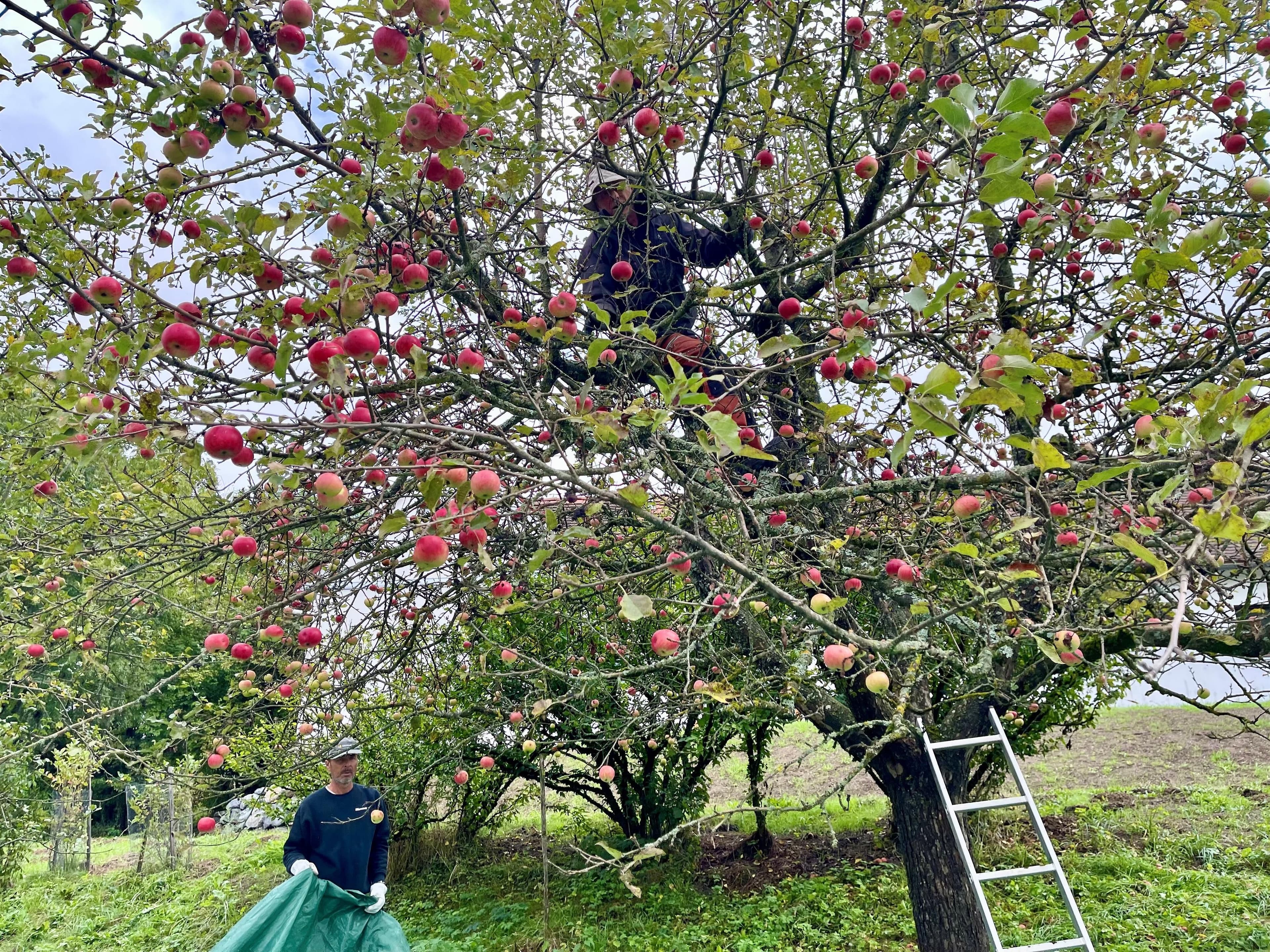 Vom Apfel zum Saft - Naturerlebnistage