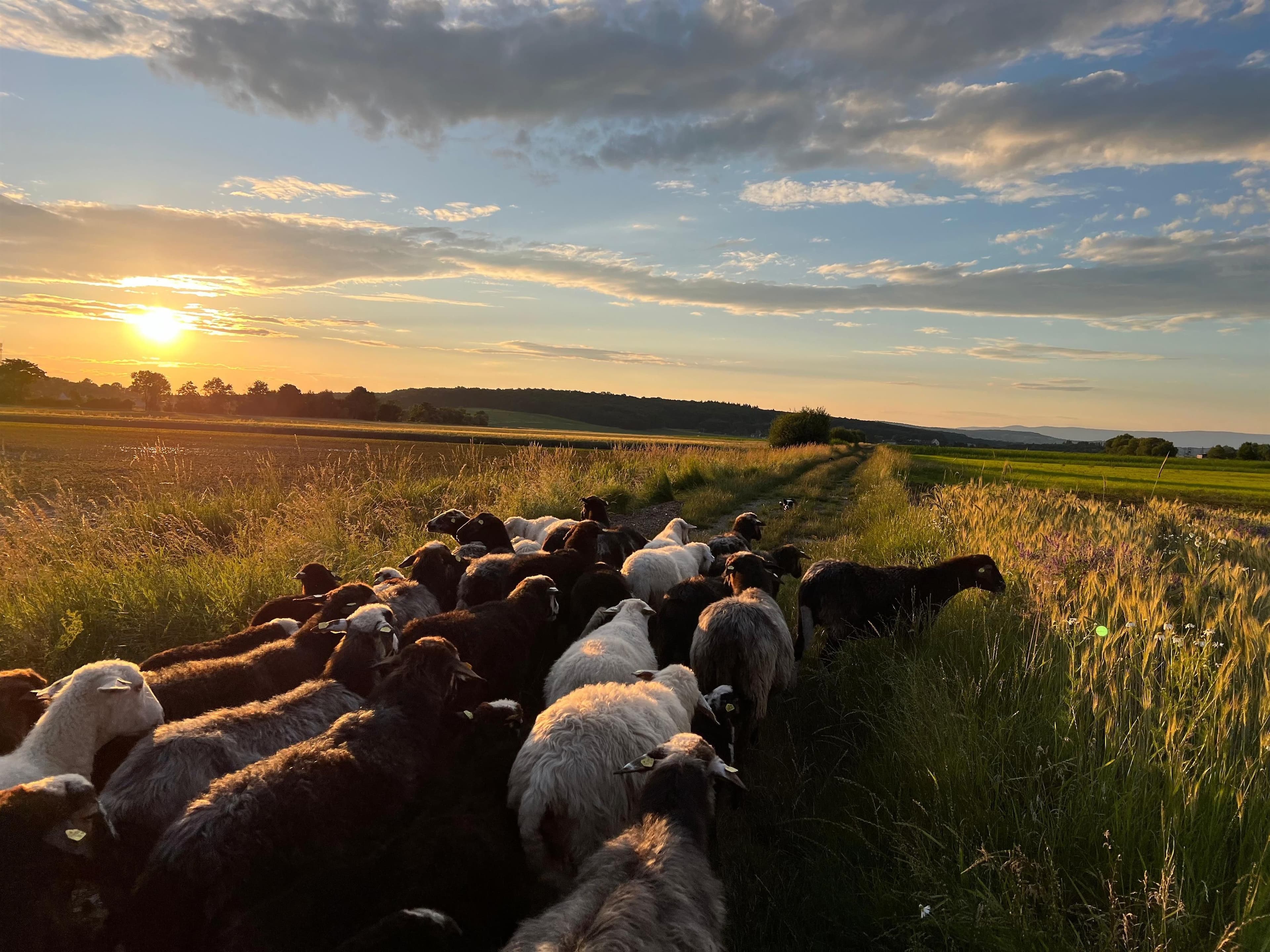 Von Schafen und Vögeln im Naturpark in der Weinidylle