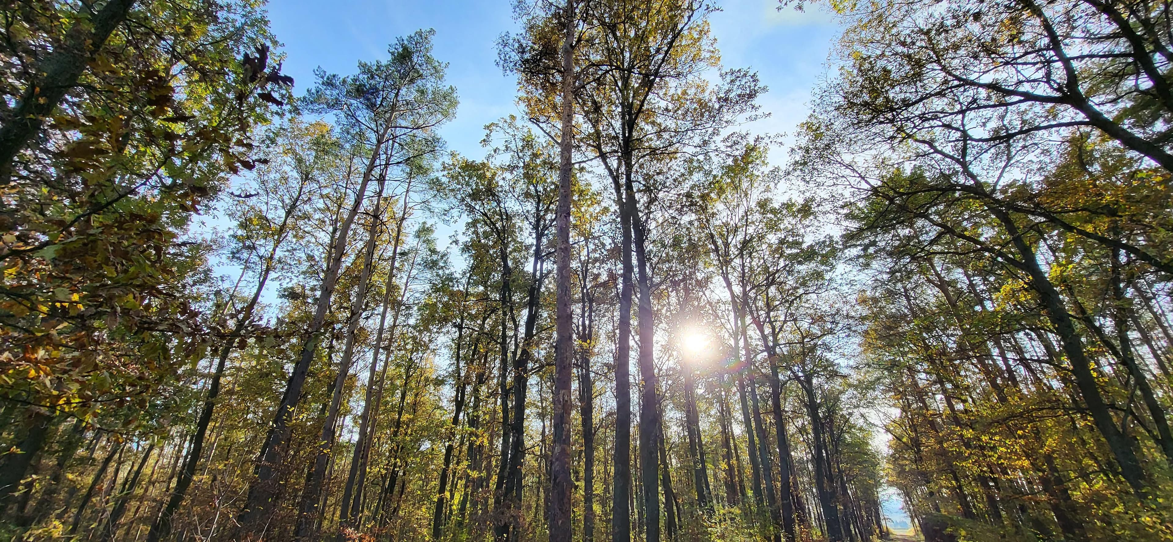 Familiennchmittag im Wald