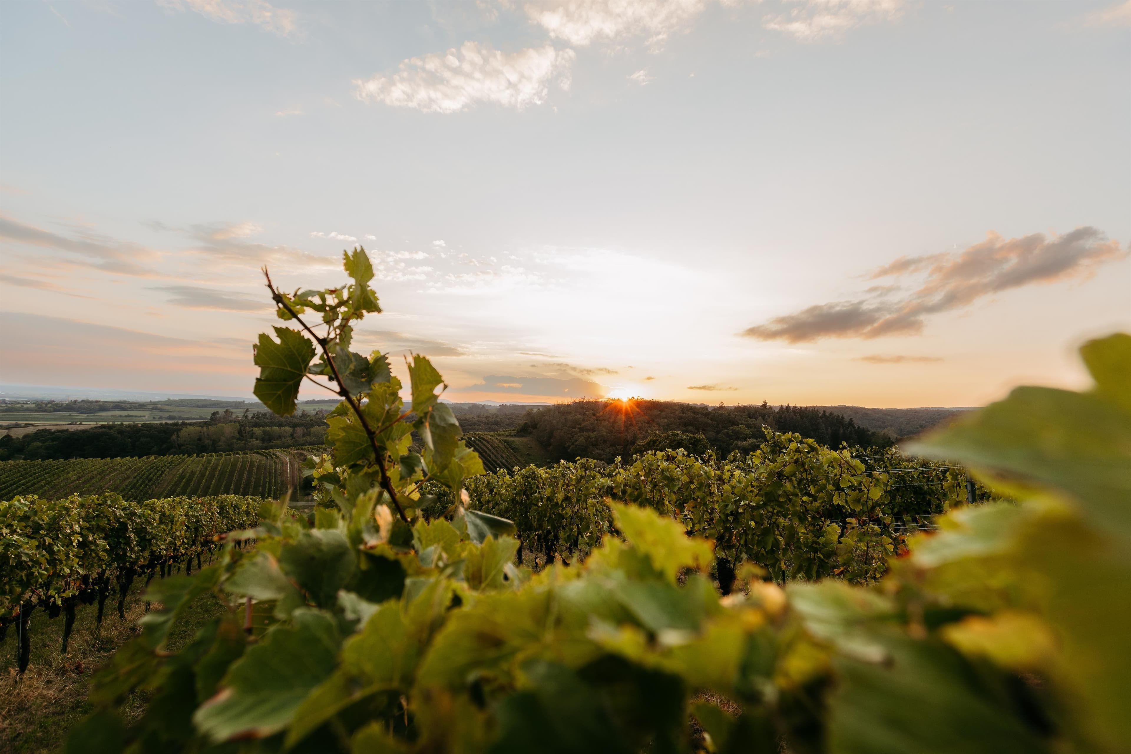 5. Wein-Berg-Lauf