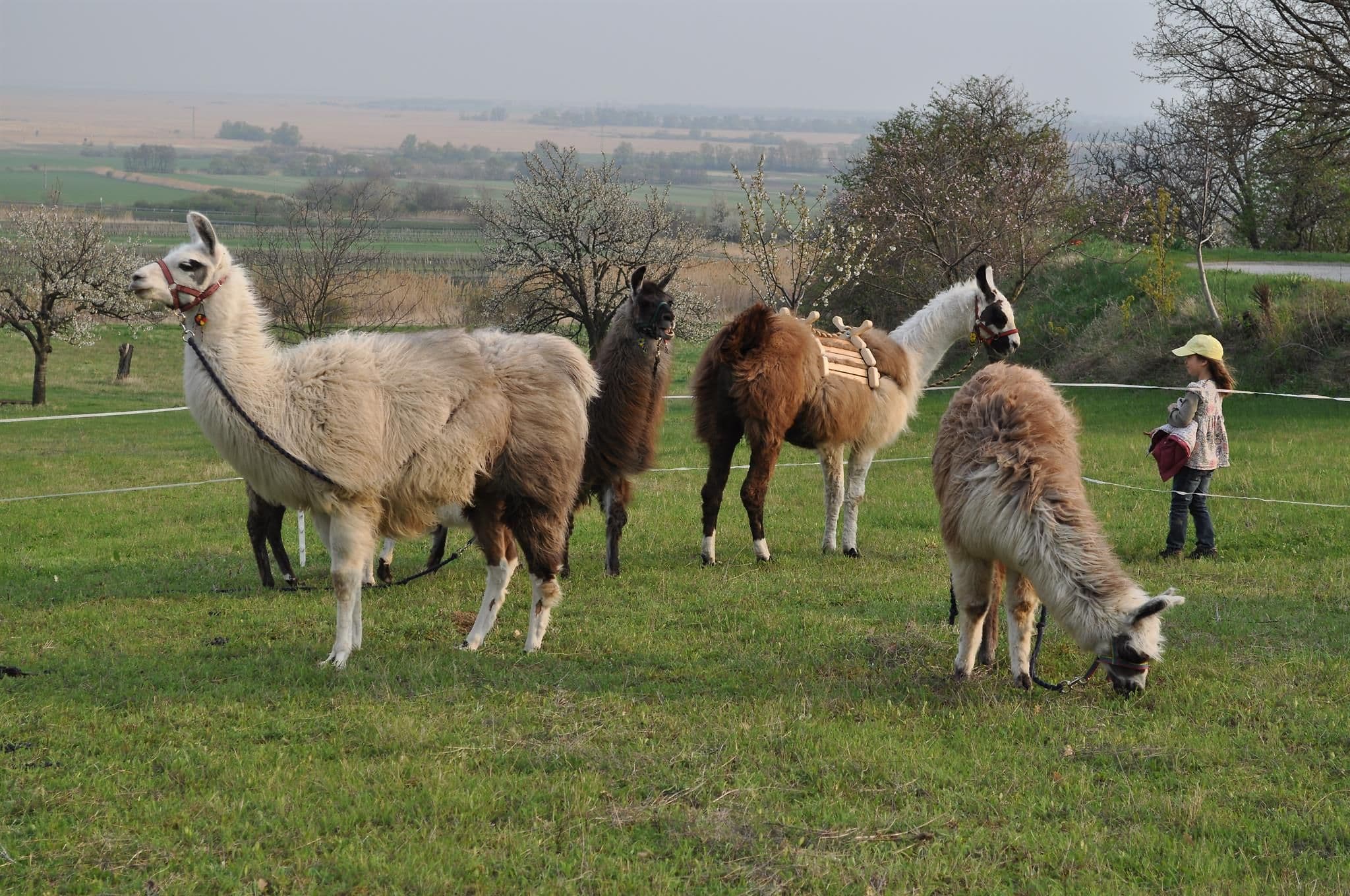 Wandern mit Lamas und Brettljause mit Sturm