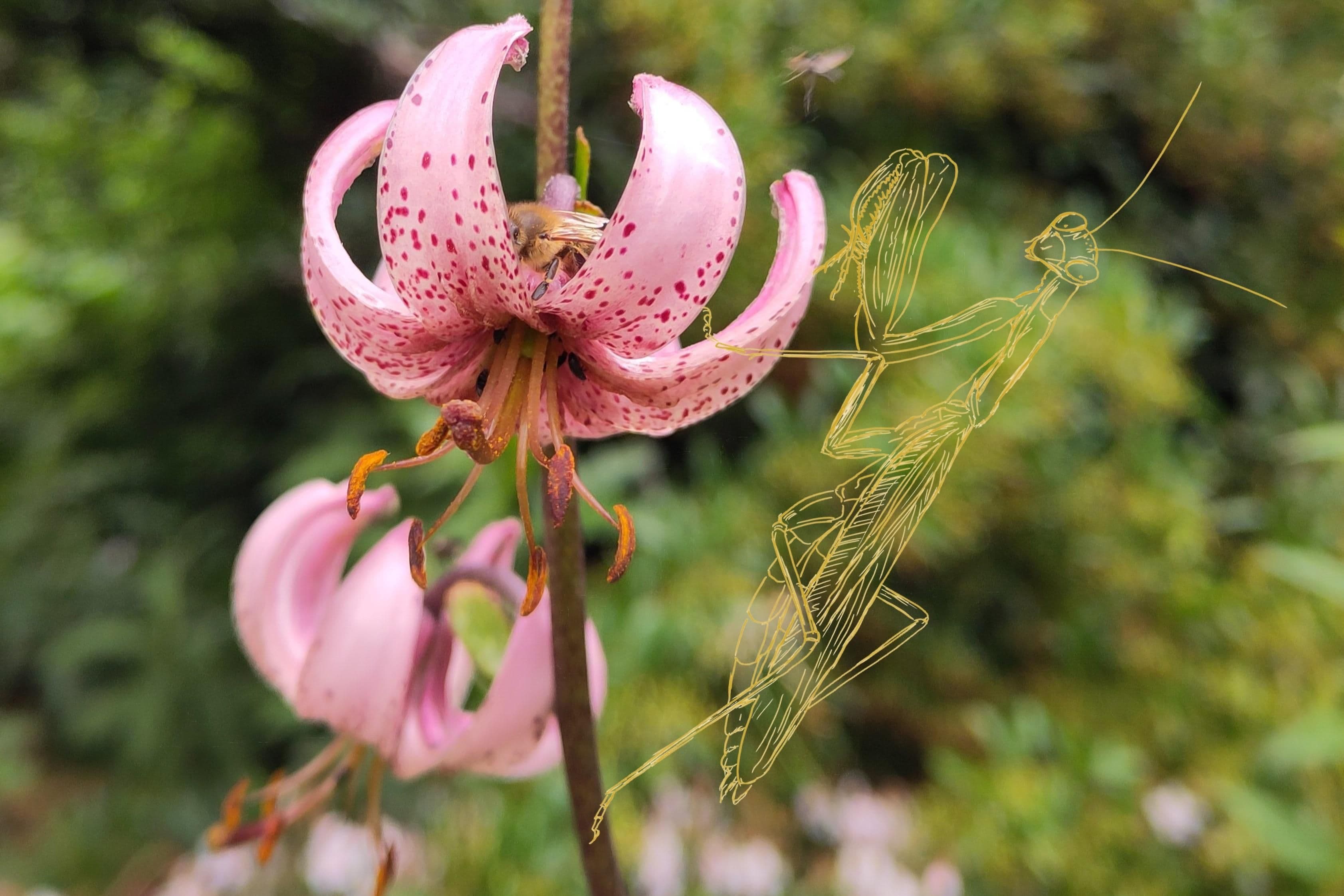 Tagebuch der Natur IV