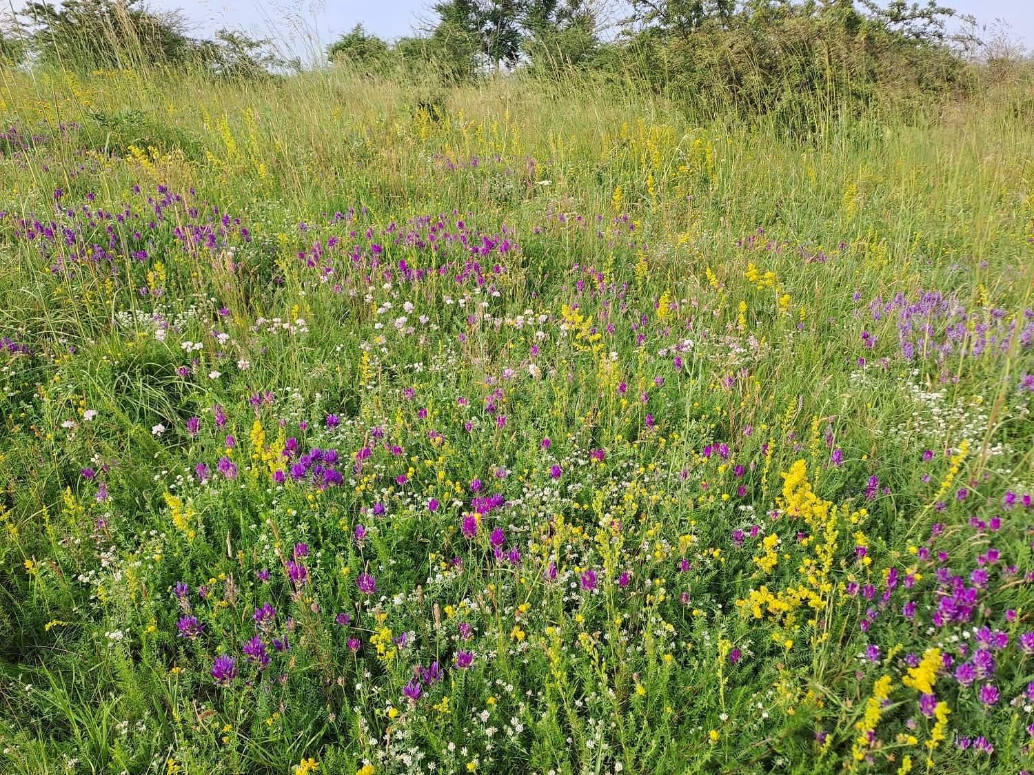 Vielfalt auf Hutweiden in Donnerskirchen