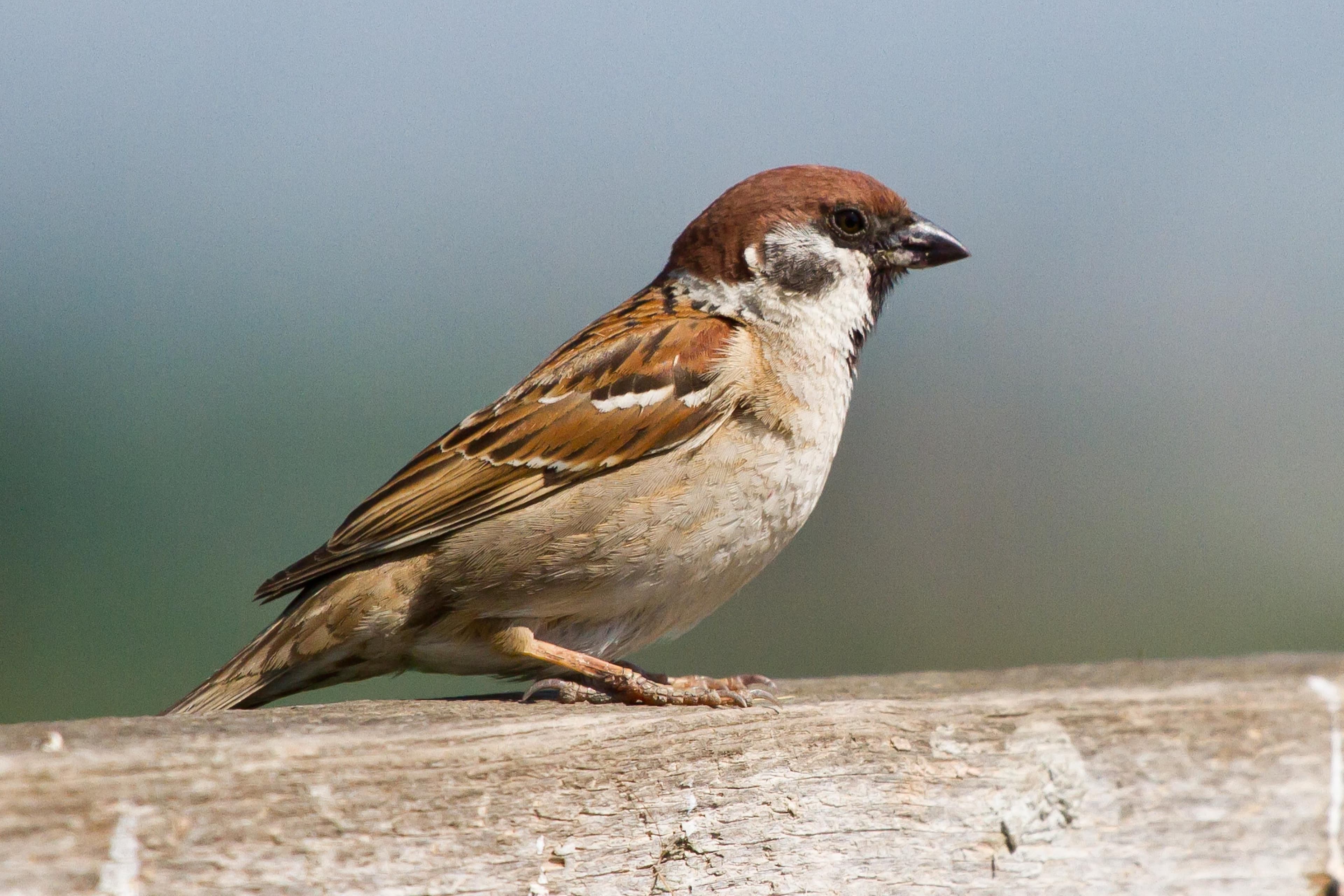 Bird Excursion in the Nature Park in the Weinidylle