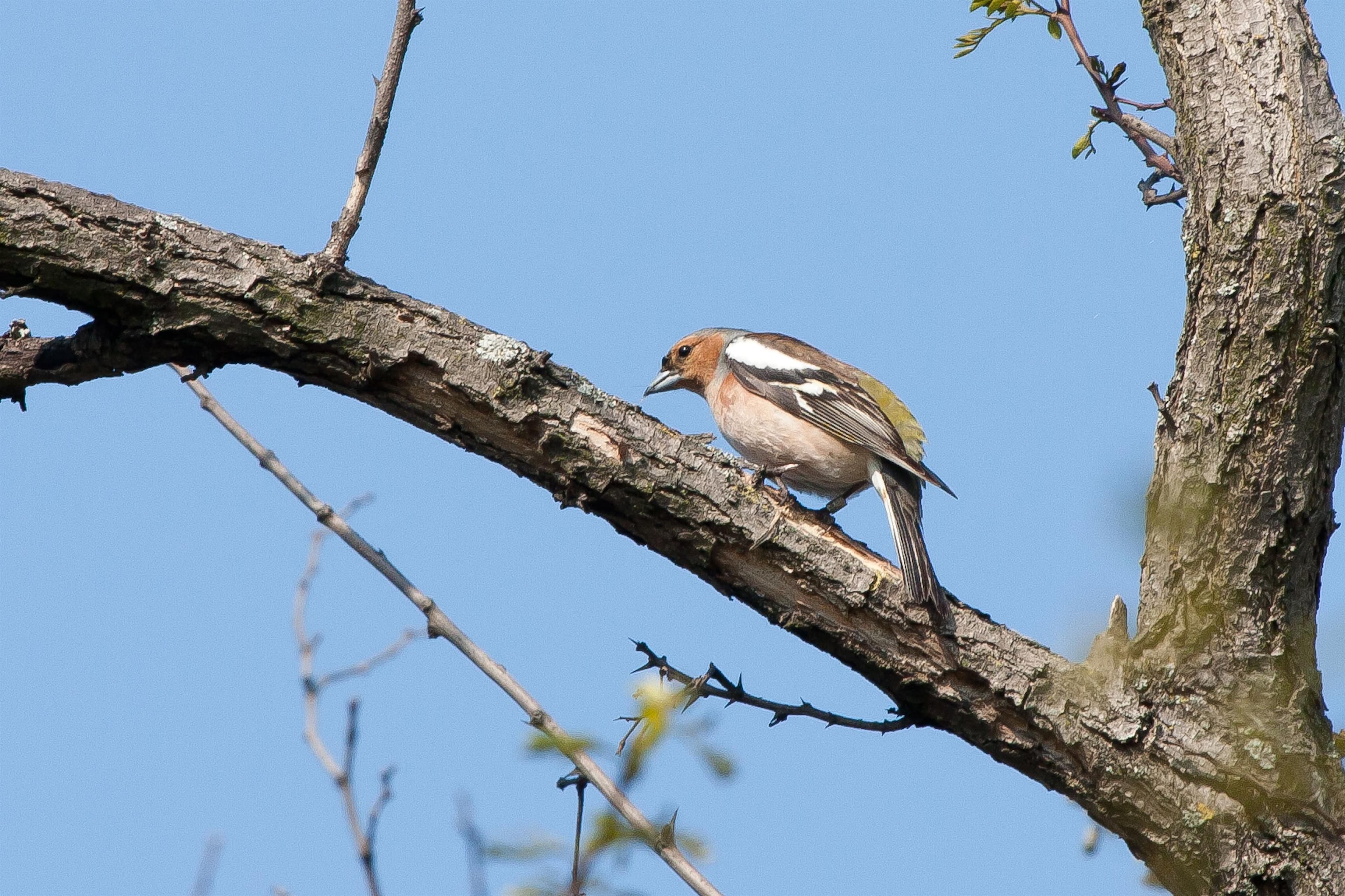 Vogelexkursion im Naturpark Weinidylle