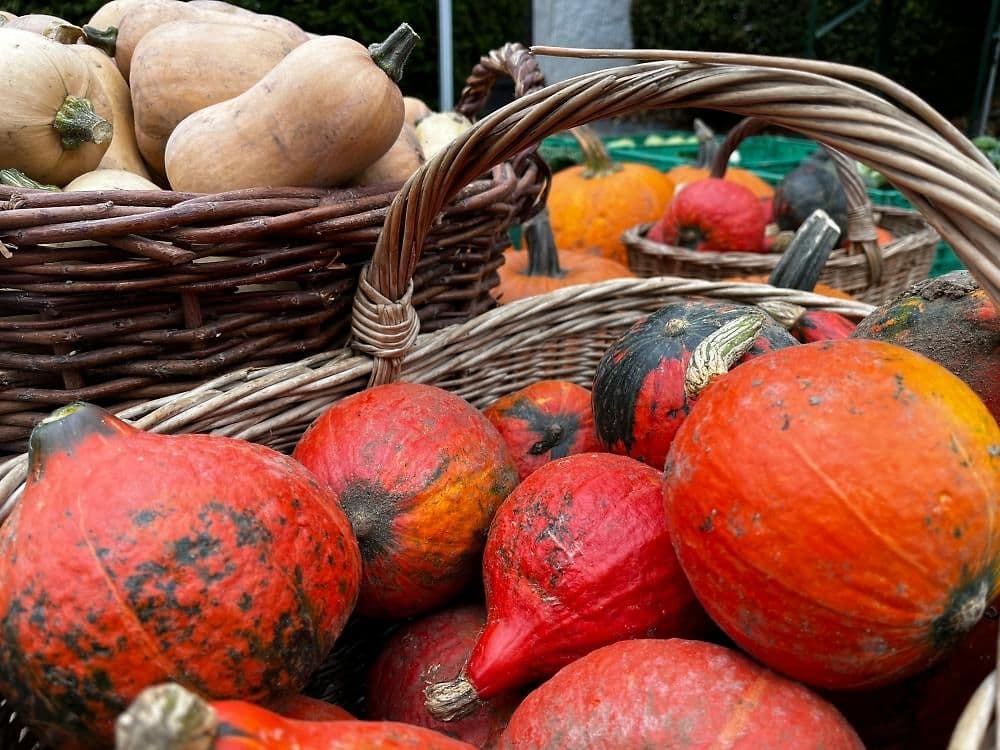 herbst.kellergassen.markt