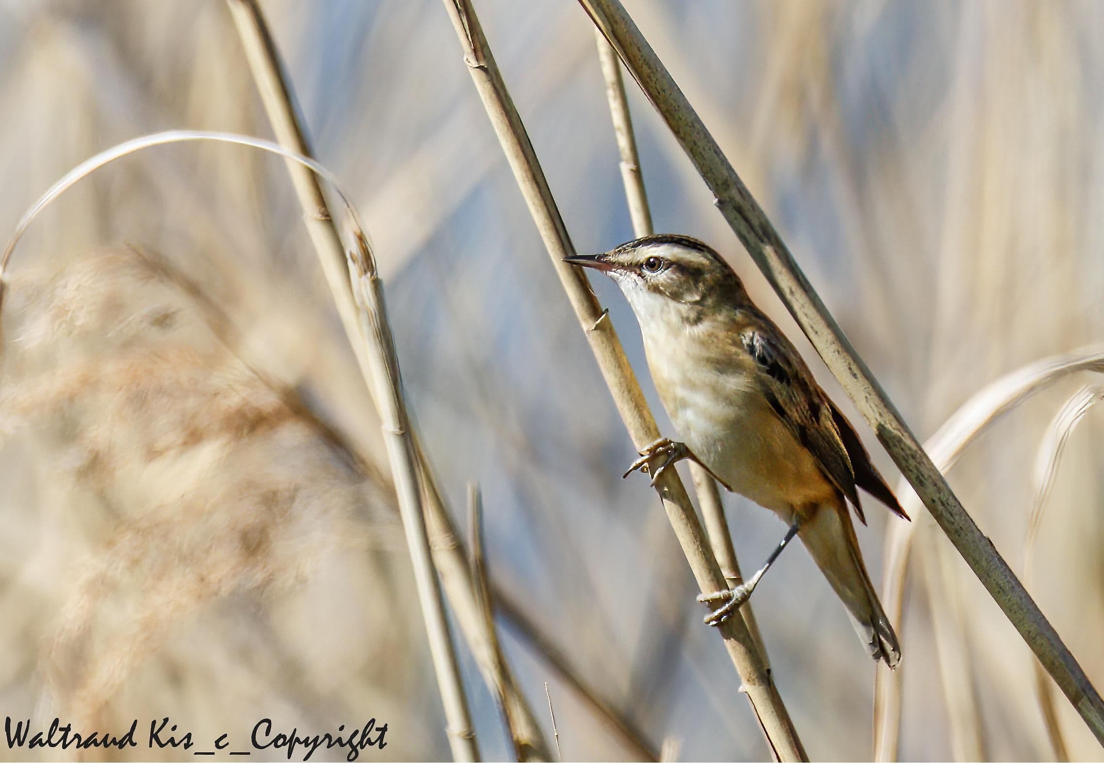 Das Schilf und seine gefiederten Bewohner