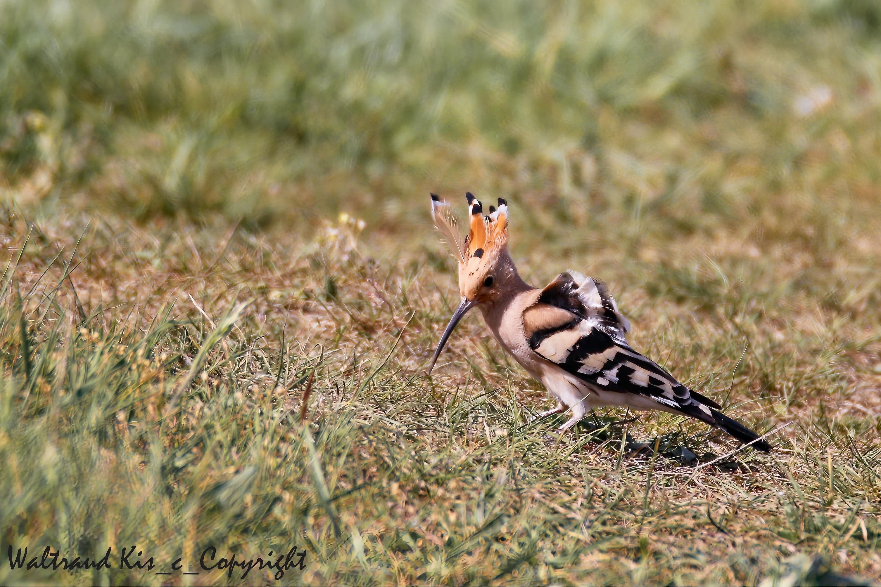 Die Vogelwelt des Trockenrasengebietes Thenauriegel
