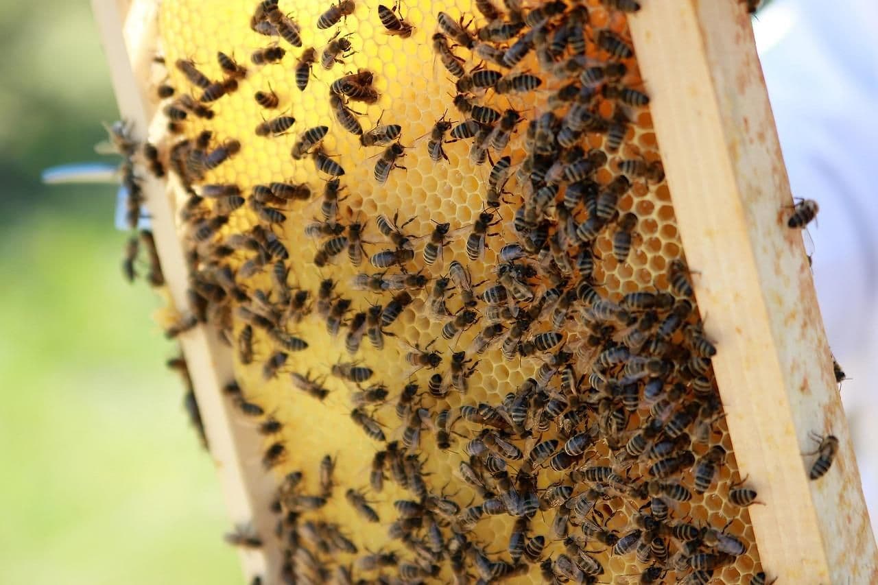 Bienen hautnah erleben - Natuererlebnistage