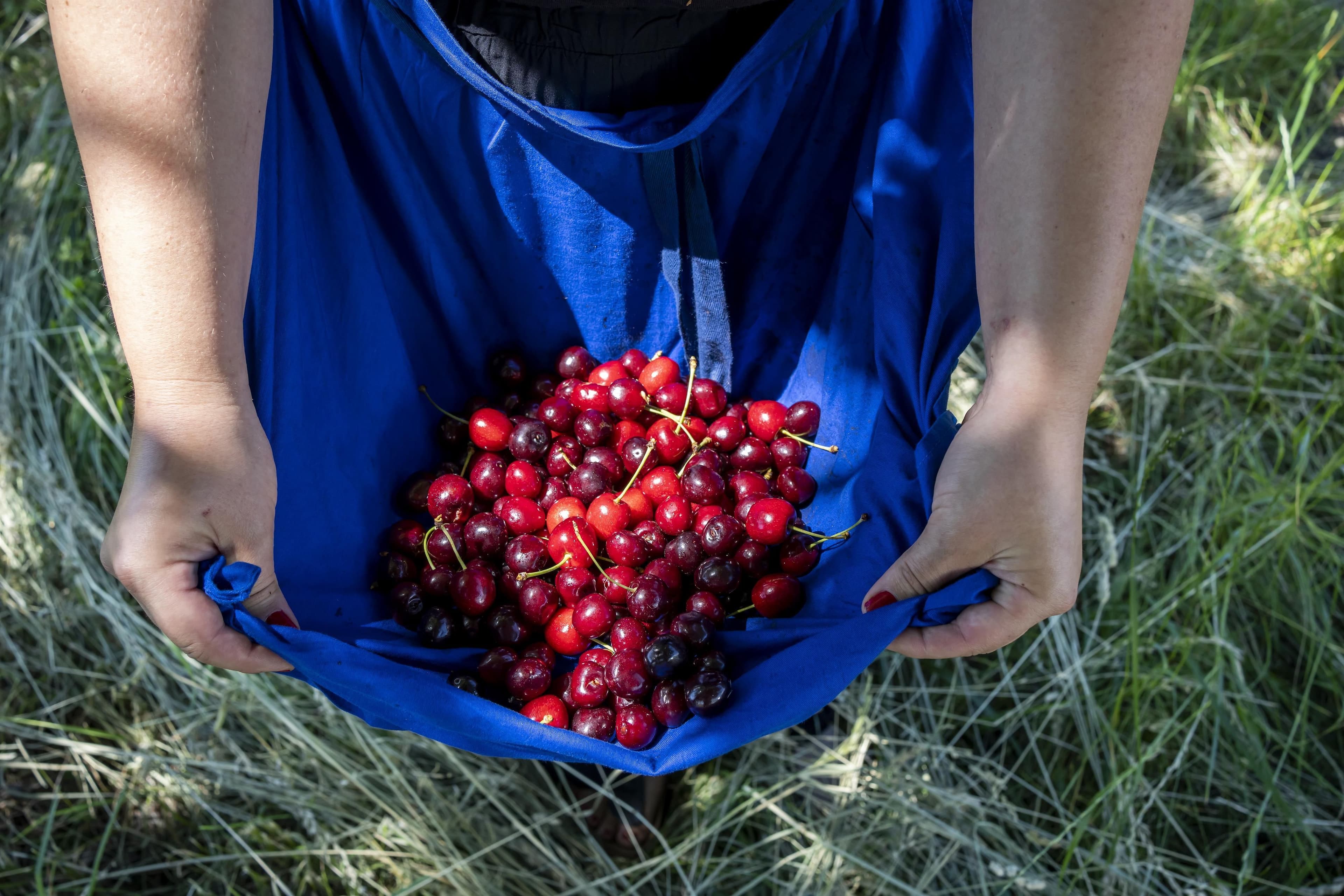 Wildkräuter Kirschen Genuss-Tour