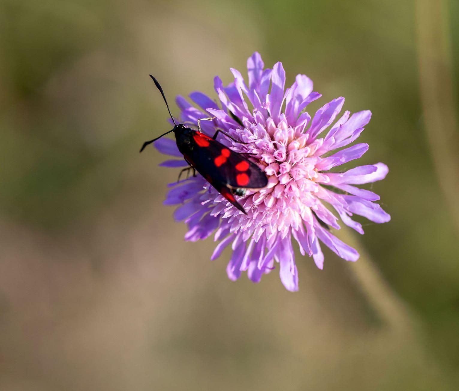 Die Welt der Insekten