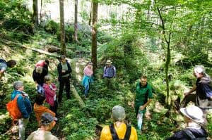 Wald der Zukunft-Führung im Echerntal bei Hallstatt