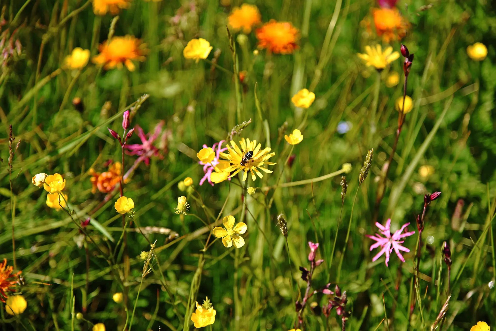 Krabbelnde Wiesenwelt - Eine Entdeckungsreise der Lungauer Insektenvielfalt