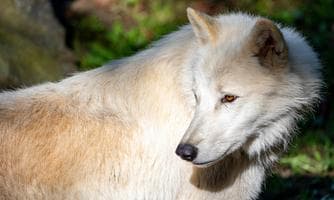 ndscheinführung in der Tierwelt Herberstein