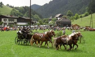 Zugpferdetreffen & Zugfahrten mit der Breitenauerbahn