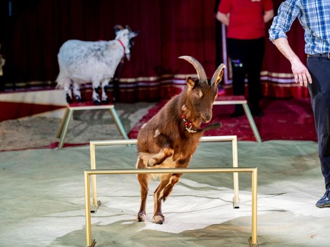 Circus AROS - Gaststpiel Gleisdorf