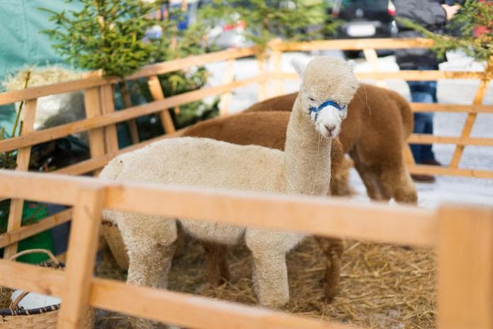 Brandluckner Adventmarkt beim Huab'n Theater