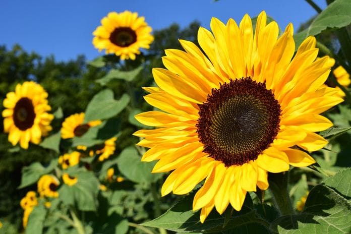 Sunflowerparty in Kaindorf