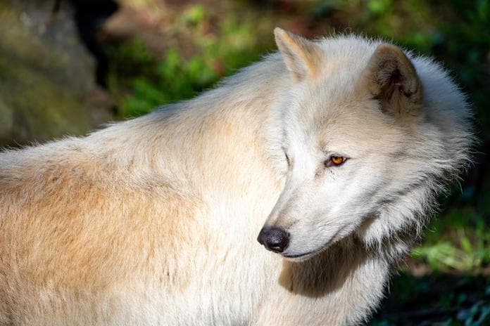 Mondscheinführung in der Tierwelt Herberstein