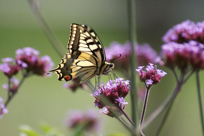 Die faszinierende Welt der Insekten