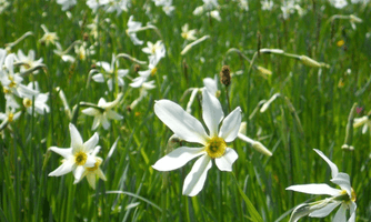 Schaustecken der Erntekrone