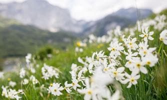 Narzissenwiesen - Wanderung