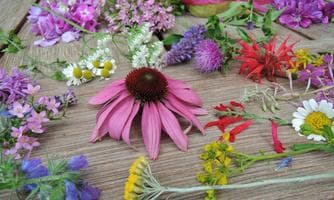 Tag der Arzneipflanzen - Sulamith Garten