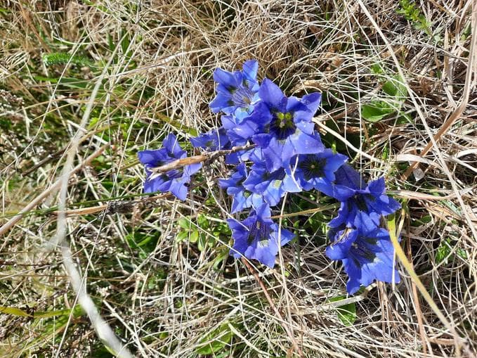 Aktionstag - Naturschutzgebiet Enzianwiese