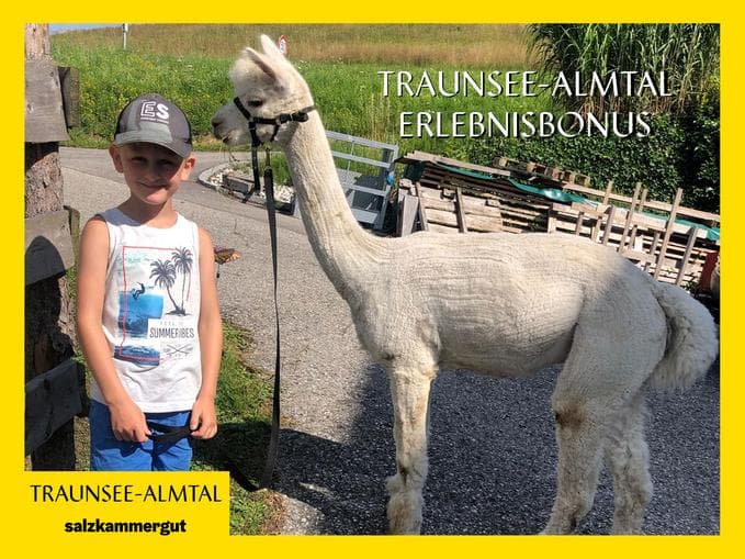 Erlebnisbonus | Alpakawanderung am Gmudnerberg
