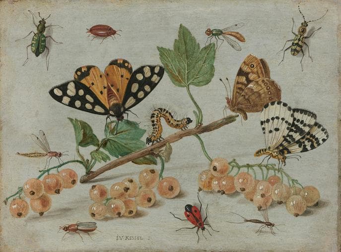 Kinderaktivität: Insekten schützen – Junge Uni Innsbruck