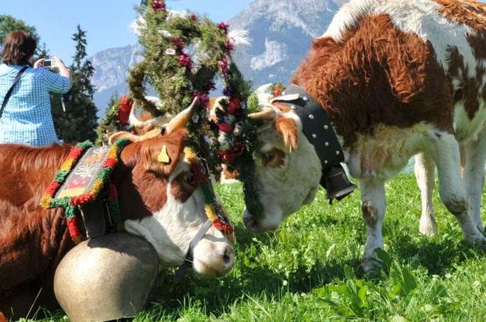 Almabtrieb beim "Hoiza"