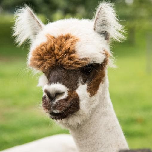 Unterwegs mit Lamas & Alpakas