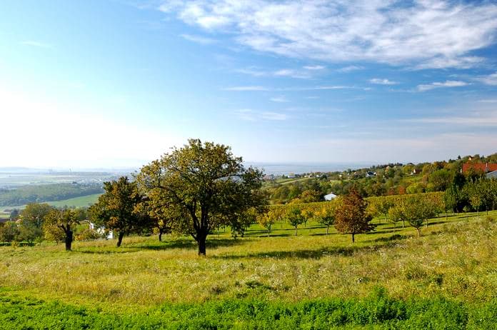 Baumschnittkurs