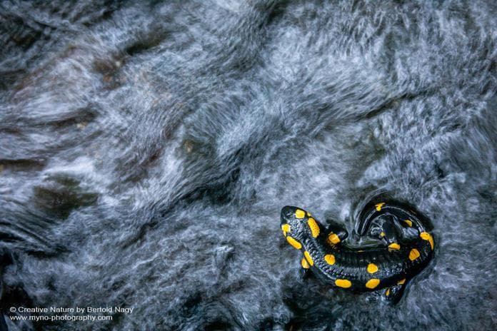 Naturfotografie für Fortgeschrittene Landseer Berge - Naturerlebnistage
