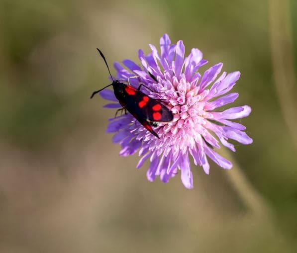 Die Welt der Insekten
