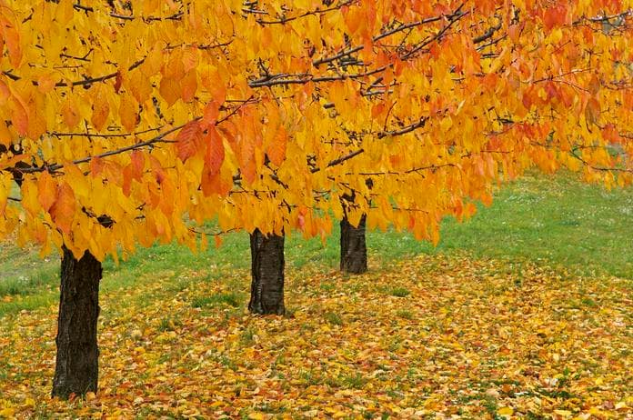 Herbst-Genussmarkt im Naturparkzentrum