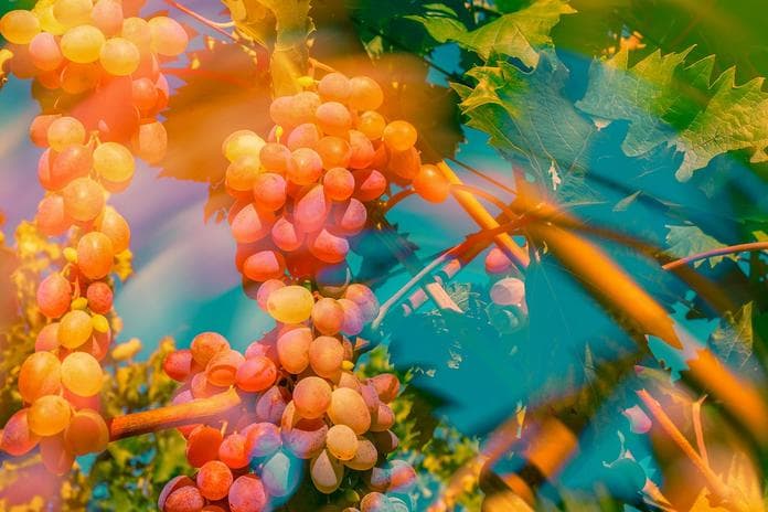 Martiniloben mit Weinsegnung