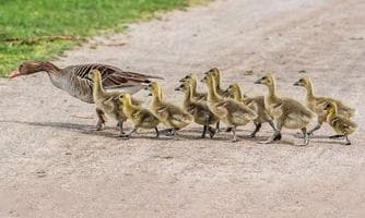 Aus dem Familienleben der Graugans - Exkursion