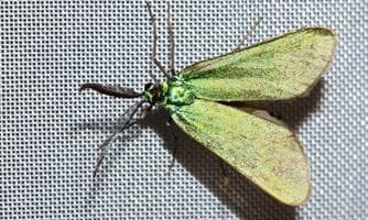 e verborgene Welt der Nachtfalter im Naturpark Geschriebenstein live erleben