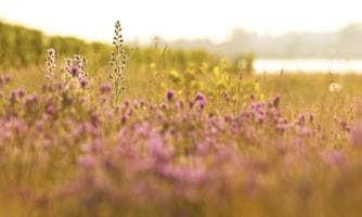 Blütenmeer im Seewinkel - Exkursion