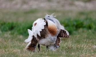 e Großtrappe - Exkursion