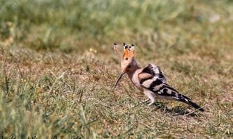 Die Vogelwelt des Trockenrasengebietes Thenauriegel