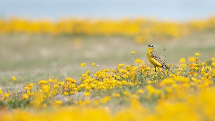 Der Sommer im Nationalpark - Exkursion
